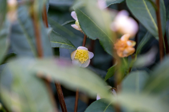 龙井茶