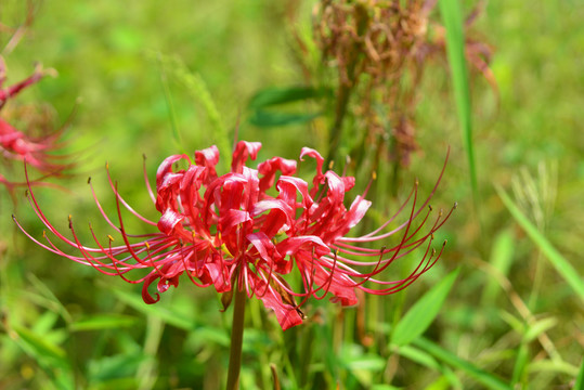 曼珠沙华花卉特写