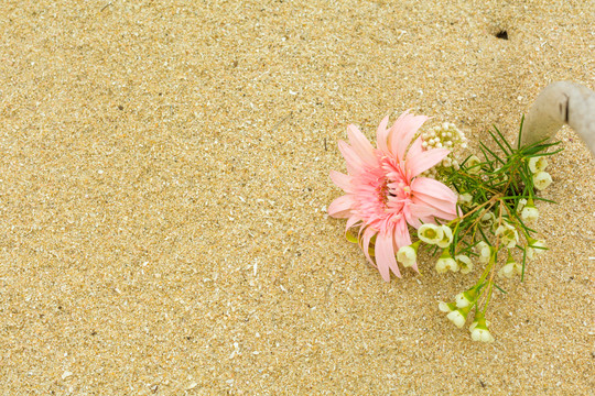 海边沙滩上美丽的鲜花花卉