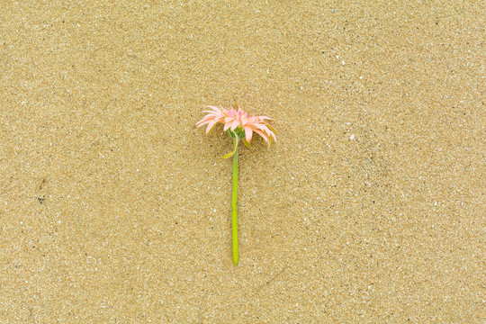 海边沙滩上美丽的鲜花花卉