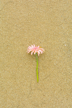 海边沙滩上美丽的鲜花花卉