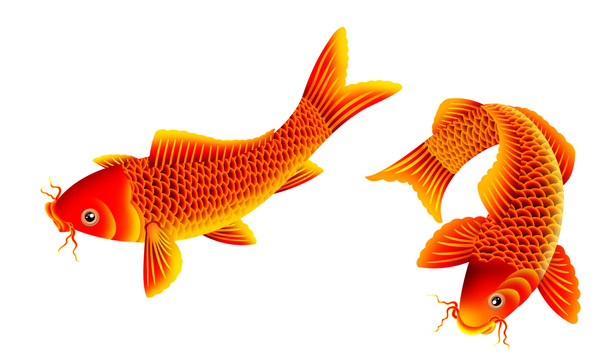 紅鯉魚