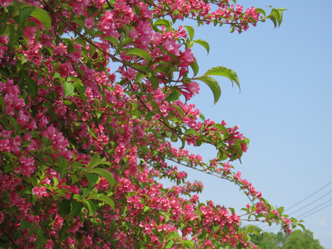 红王子锦带花