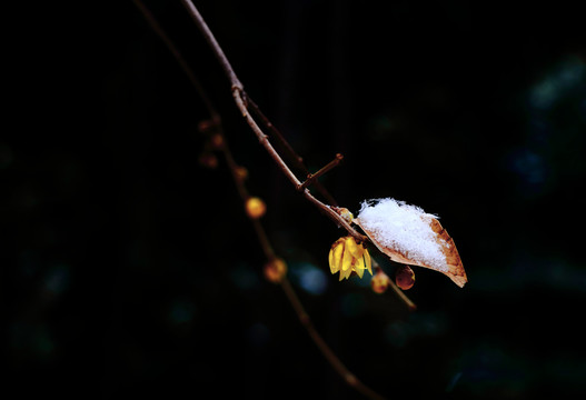 雪压腊梅花