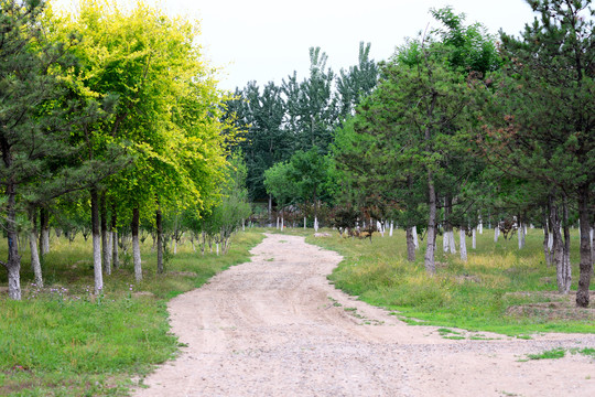 砂石路