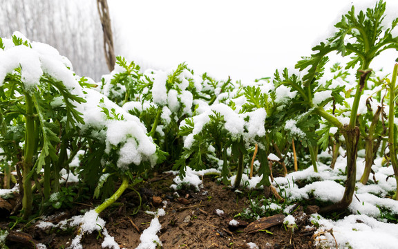 雪日茼蒿