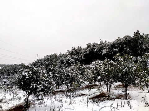下雪的树林子