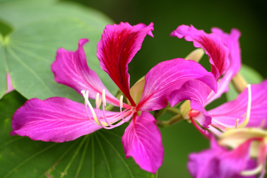 紫荆花