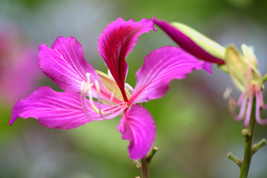 紫荆花