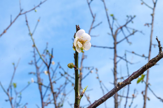 梅花