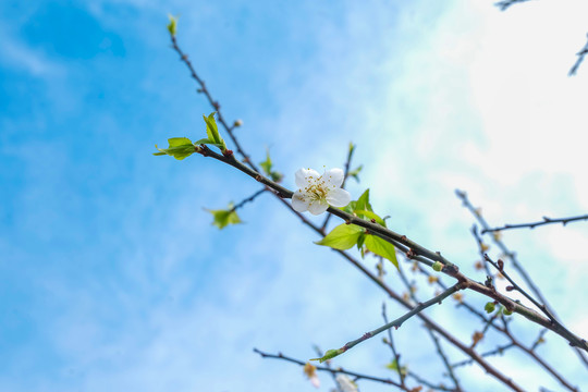 梅花