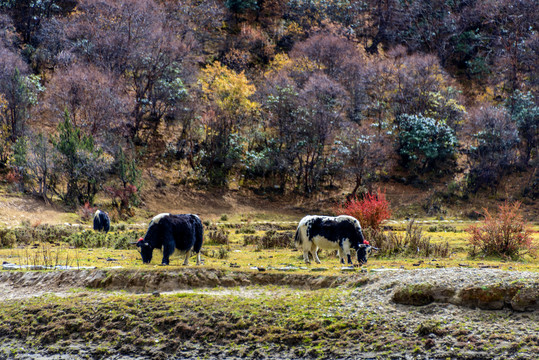 中国西藏山南市崔久沟自然风景区