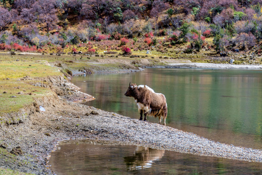 拉姆拉措风景区中的牦牛