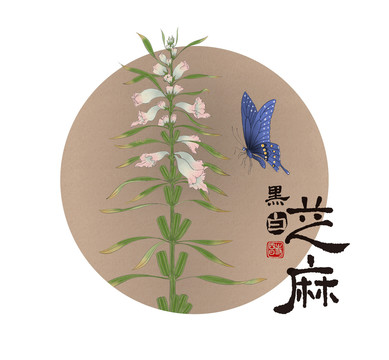 芝麻花草蝴蝶圖