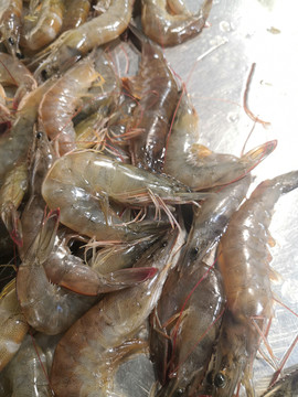 斑节虾
