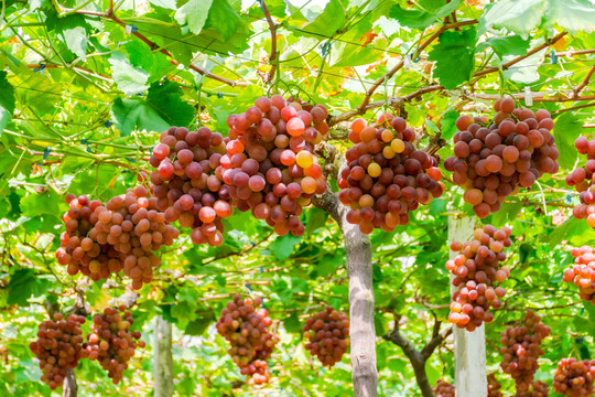 葡萄藤上成熟的葡萄红提子