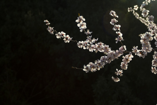 一枝逆光透亮的梅花