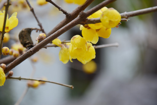 腊梅花开