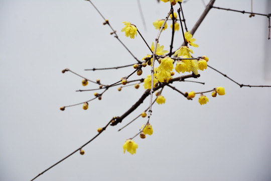 腊梅花开