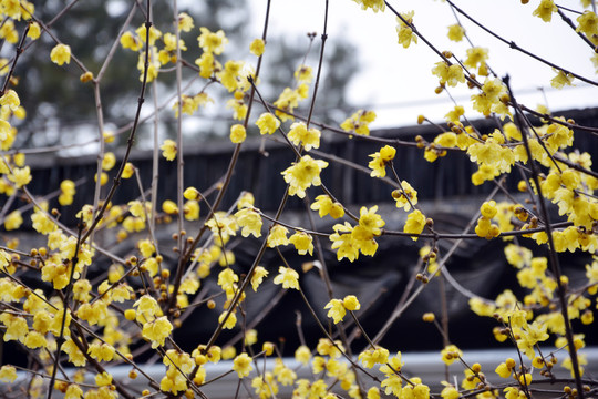 腊梅花