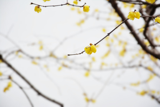 白墙腊梅花枝