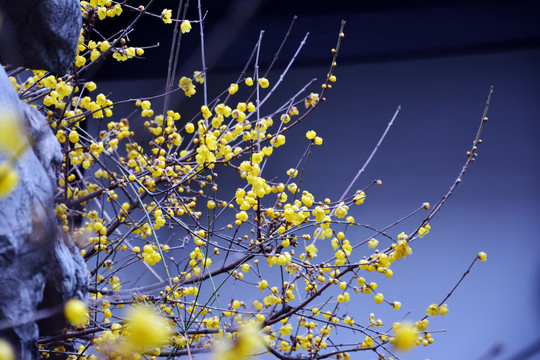 庭院腊梅花开