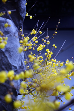 庭院腊梅花开