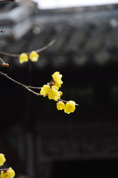 雨中腊梅花