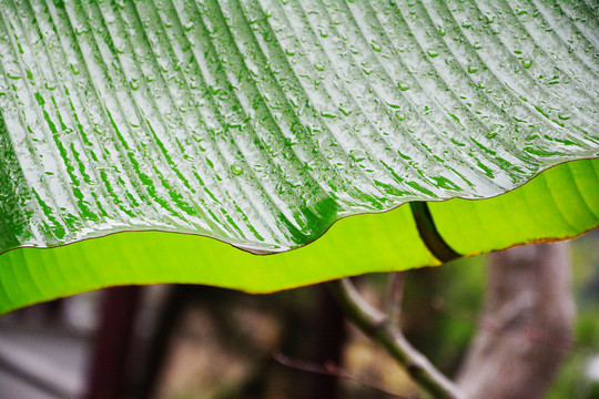 雨打芭蕉