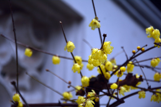 腊梅花开