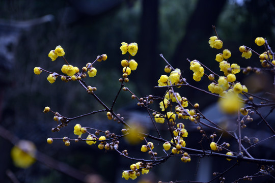 腊梅花