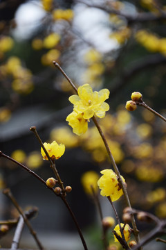 唯美腊梅花