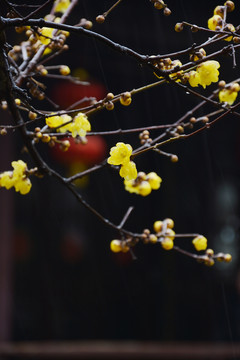 雨中腊梅花