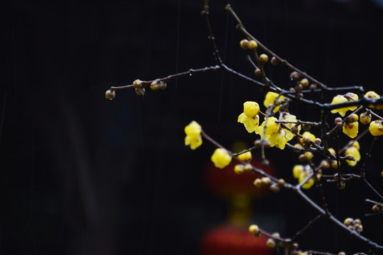 雨中腊梅花