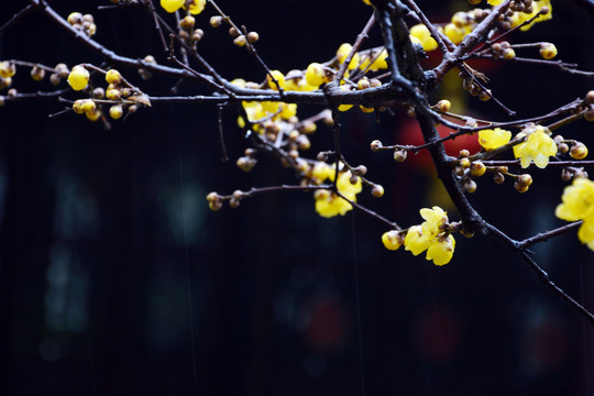 雨中腊梅花