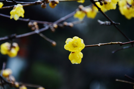 唯美腊梅花