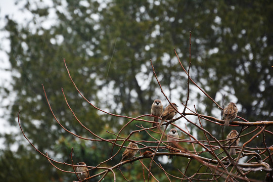 雨中枝头麻雀