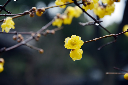 腊梅花开