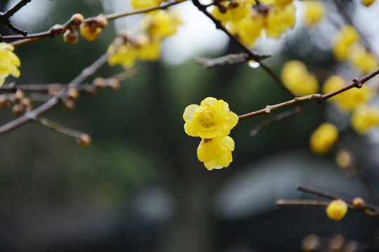 腊梅花开