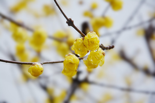 腊梅花开