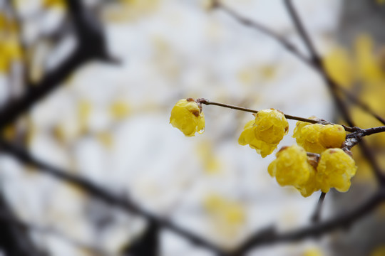 腊梅花开