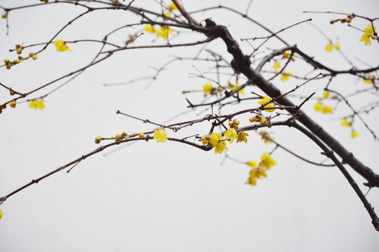 腊梅花枝