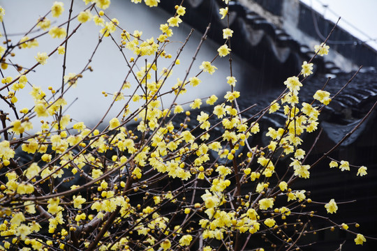 庭院腊梅花