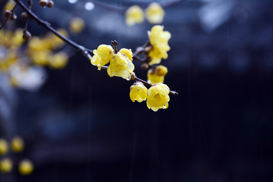 雨中腊梅