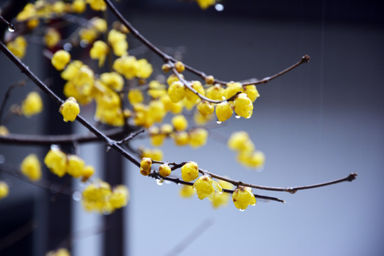 雨中腊梅花