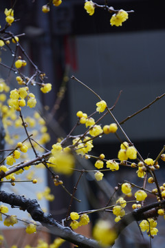 雨中腊梅花