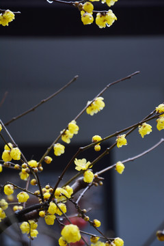 雨中腊梅花