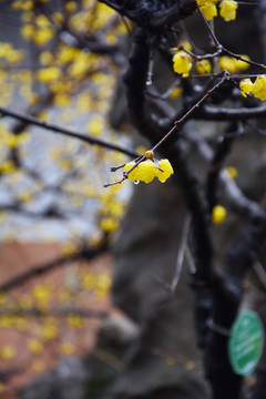 雨中腊梅花开