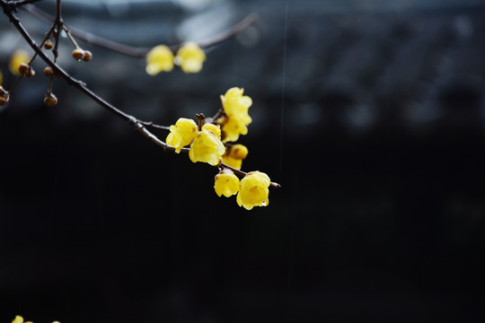 雨中腊梅花