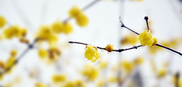 雨中腊梅花